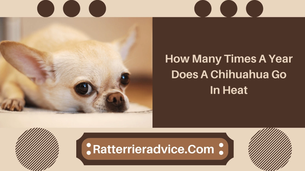 Dog liability – what you should know about it