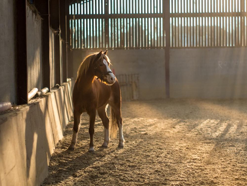 3 Tips to Maintain a Horse Barn